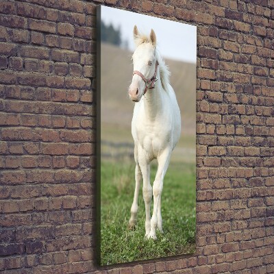 Tableau sur toile Cheval albinos