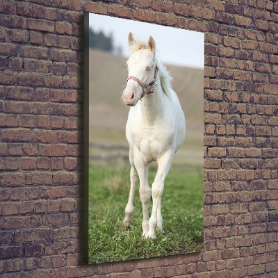 Tableau sur toile Cheval albinos