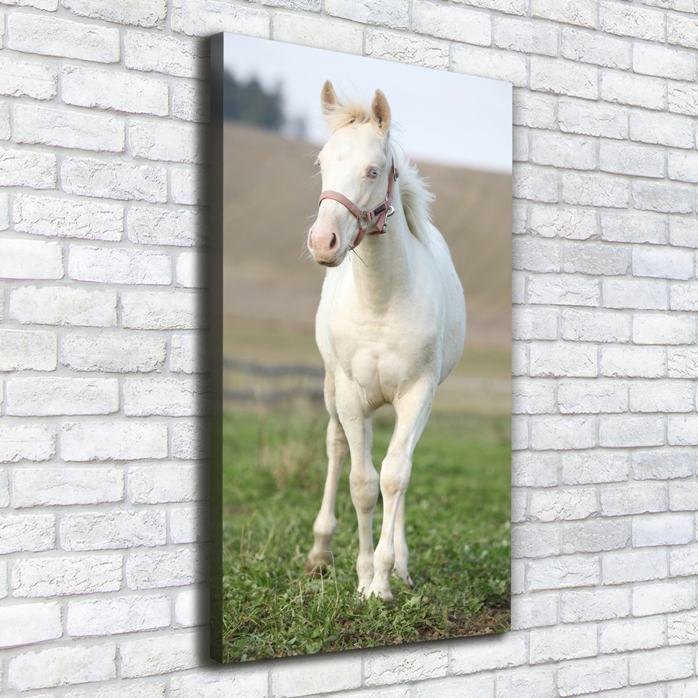 Tableau sur toile Cheval albinos