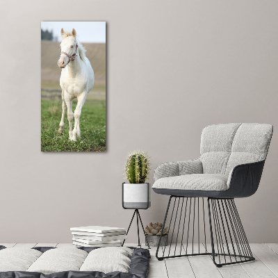 Tableau sur toile Cheval albinos