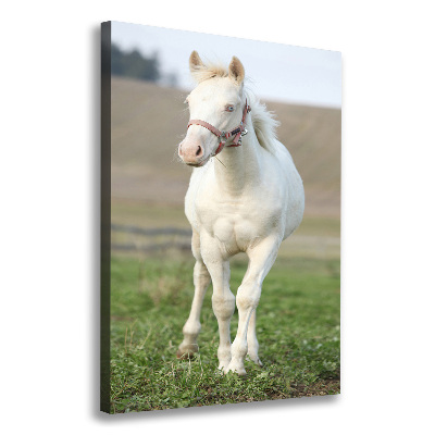 Tableau sur toile Cheval albinos