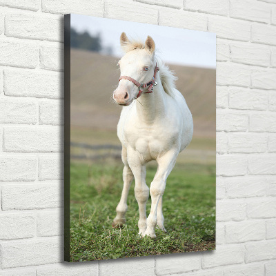 Tableau sur toile Cheval albinos