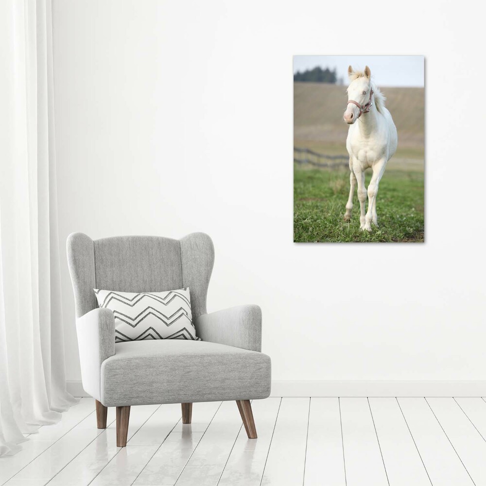 Tableau sur toile Cheval albinos