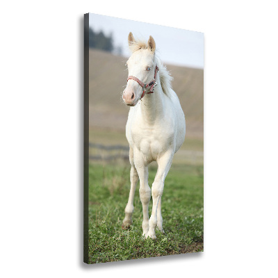 Tableau sur toile Cheval albinos