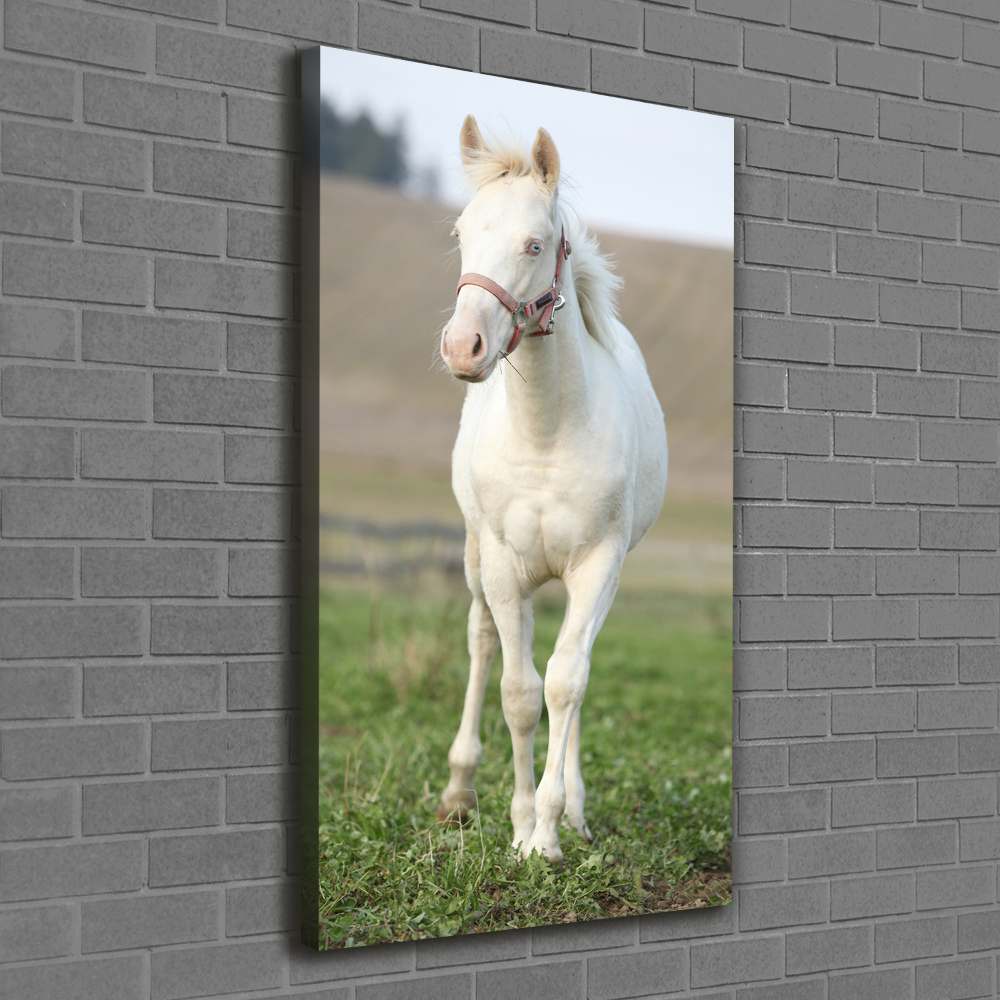 Tableau sur toile Cheval albinos