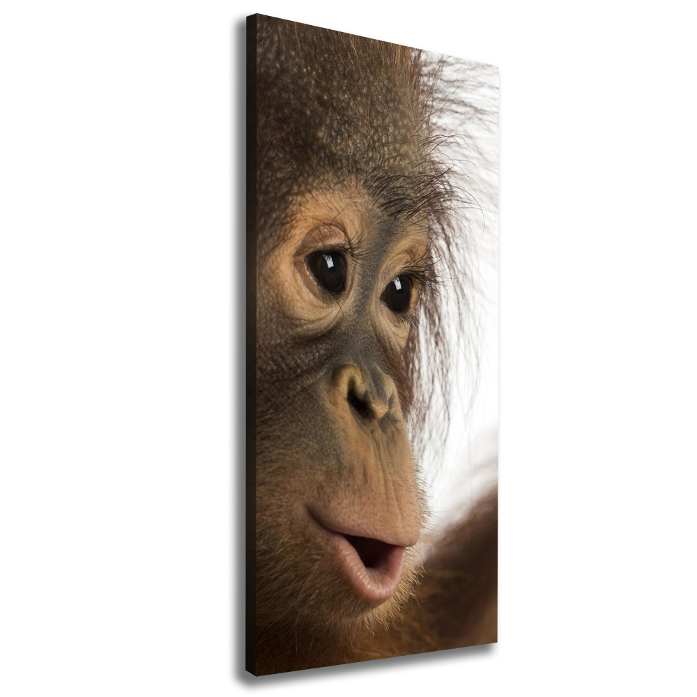 Tableau photo sur toile Jeune orang-outan