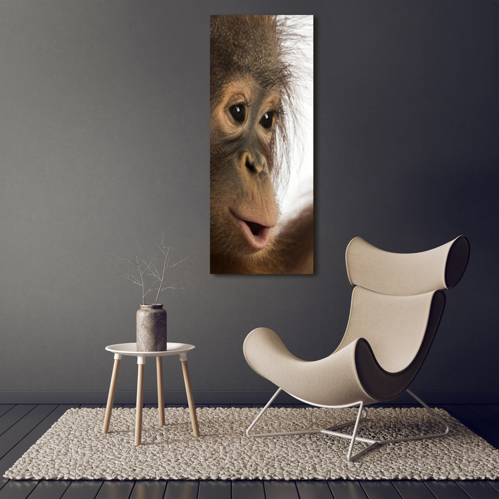 Tableau photo sur toile Jeune orang-outan