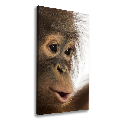 Tableau photo sur toile Jeune orang-outan