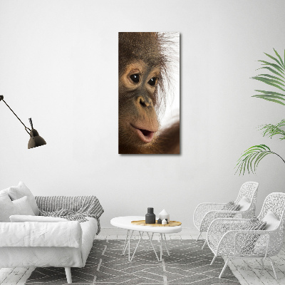 Tableau photo sur toile Jeune orang-outan