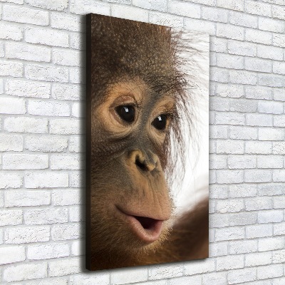 Tableau photo sur toile Jeune orang-outan