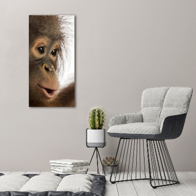 Tableau photo sur toile Jeune orang-outan