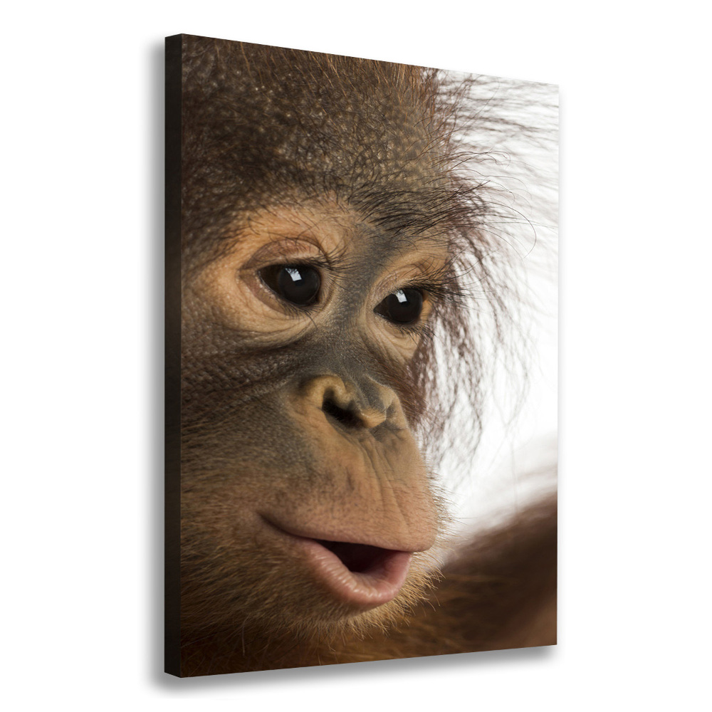 Tableau photo sur toile Jeune orang-outan