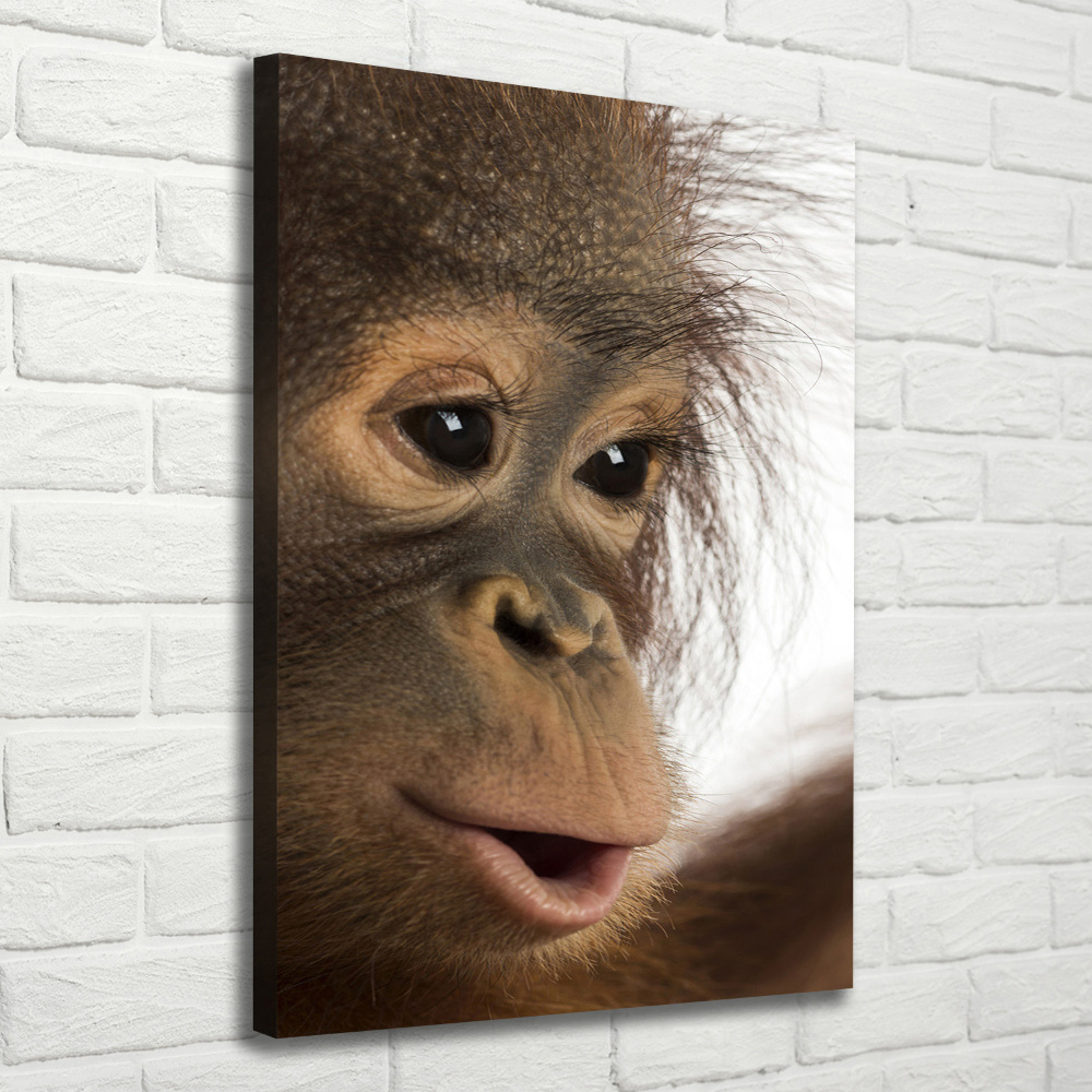 Tableau photo sur toile Jeune orang-outan