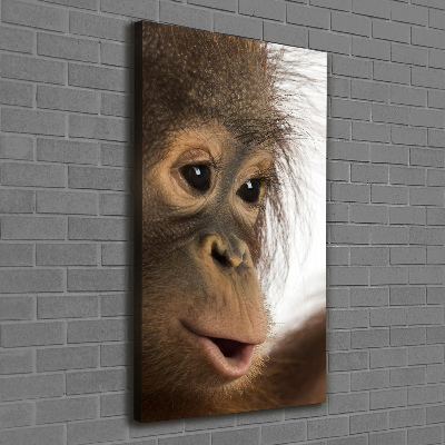 Tableau photo sur toile Jeune orang-outan