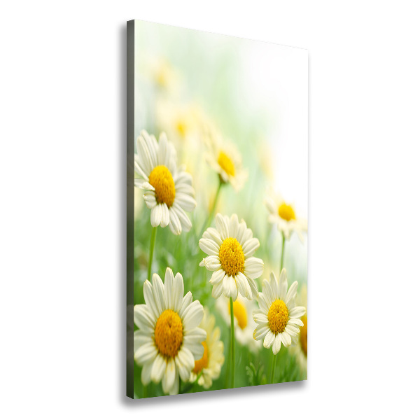 Marguerites
