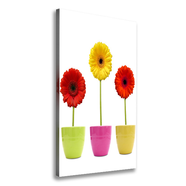 Gerberas colorés