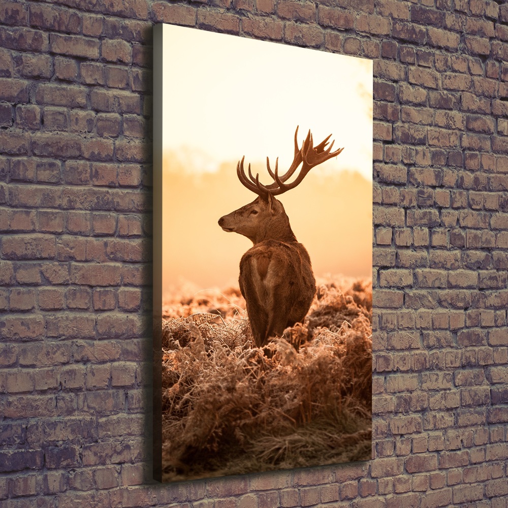 Tableau photo sur toile Cerf au lever du soleil