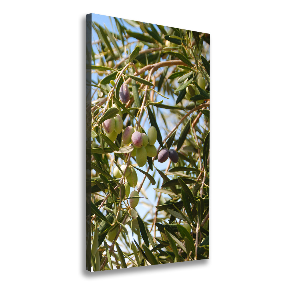 Tableau toile imprimée Olives sur un arbre