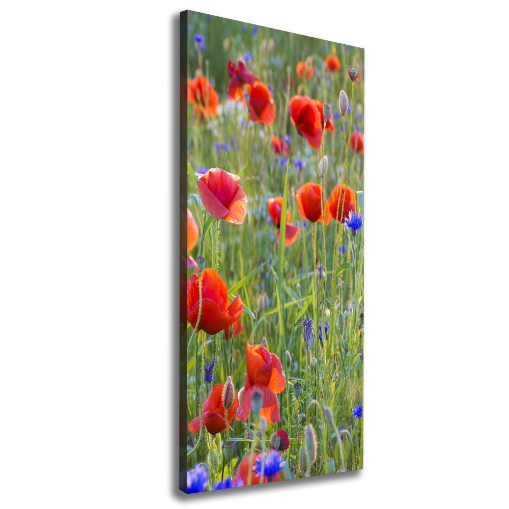 Tableau mural sur toile Fleurs de coquelicots rouges