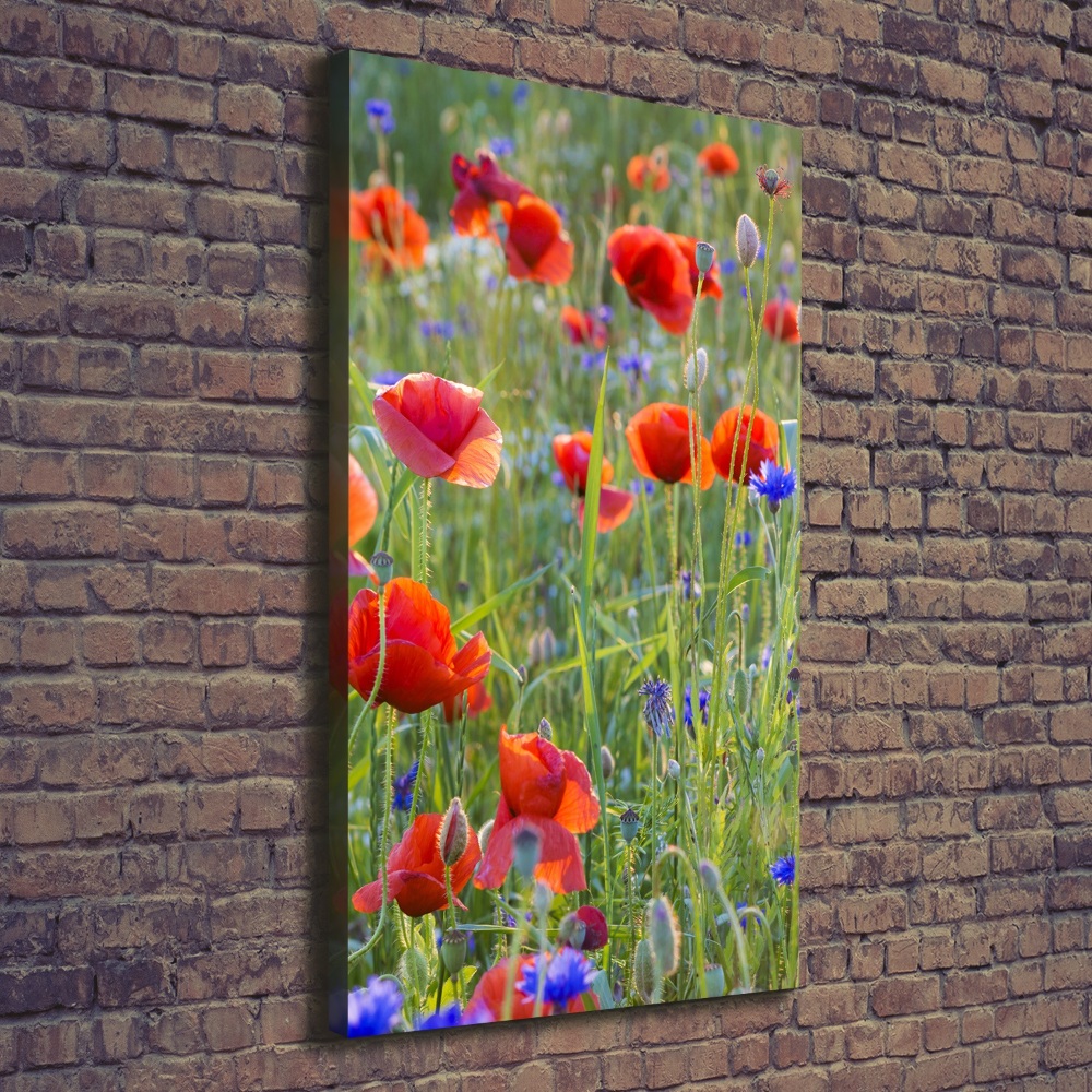 Tableau mural sur toile Fleurs de coquelicots rouges