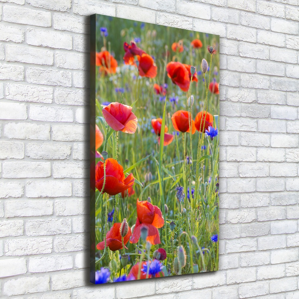 Tableau mural sur toile Fleurs de coquelicots rouges