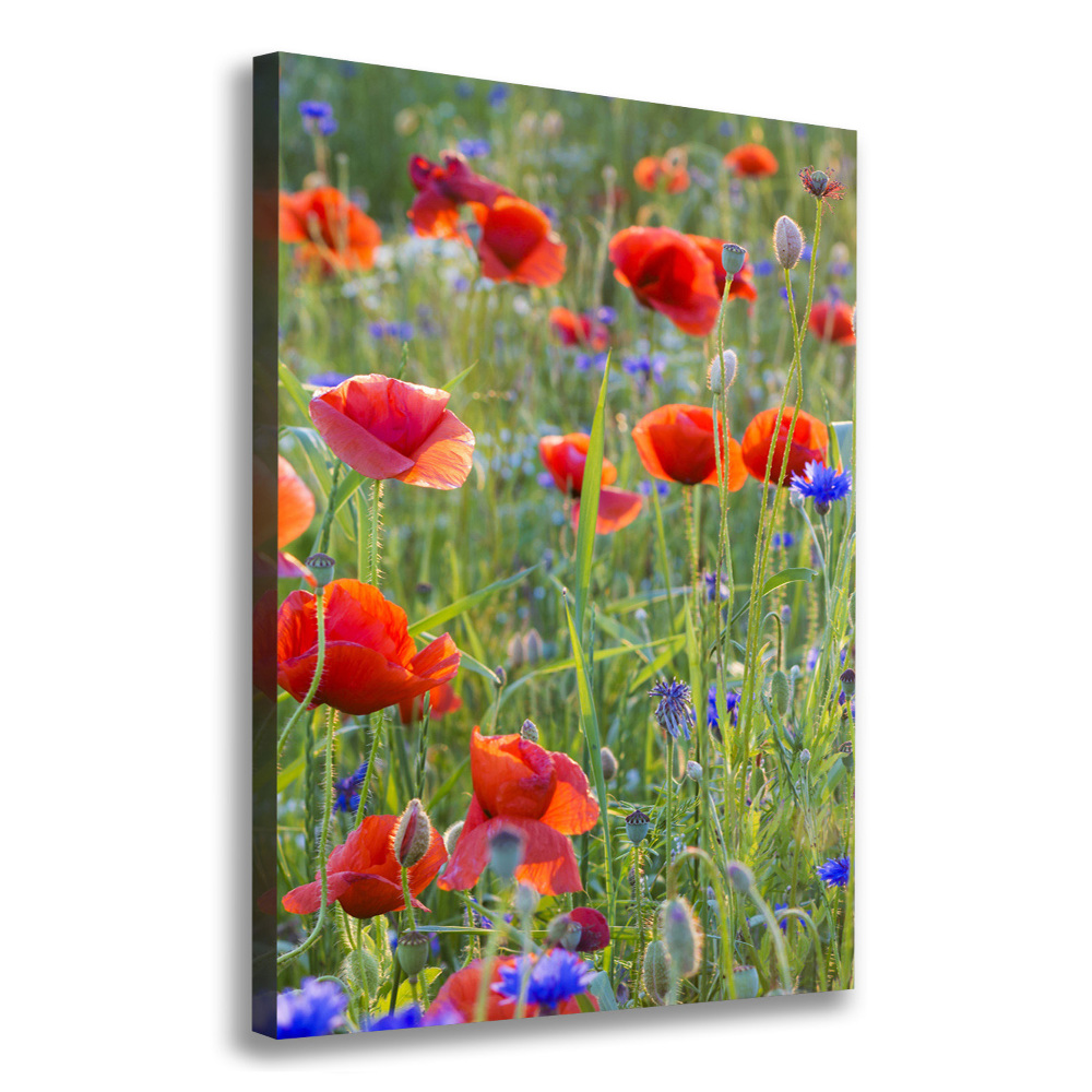 Tableau mural sur toile Fleurs de coquelicots rouges