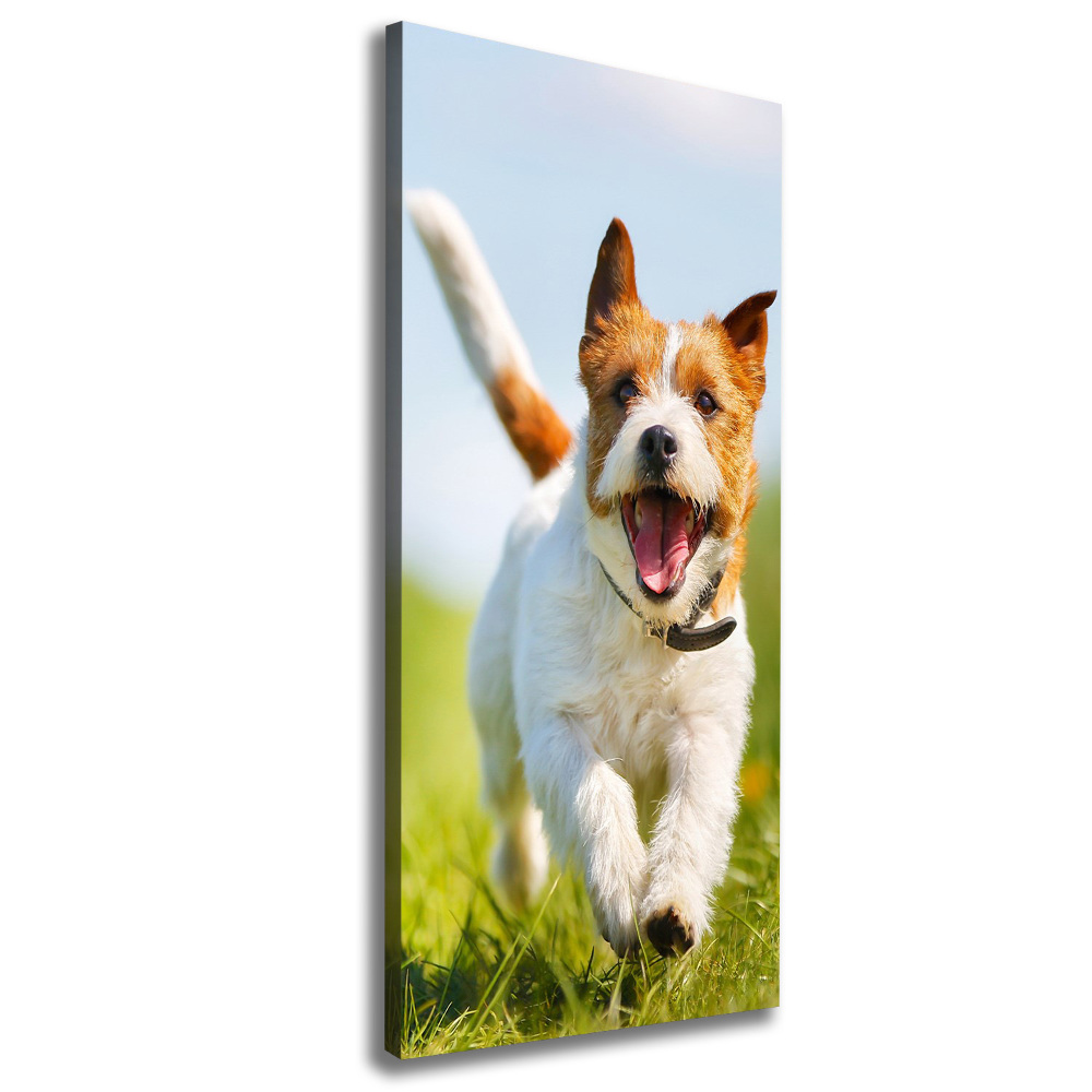 Tableau imprimé sur toile Chien Jack Russell