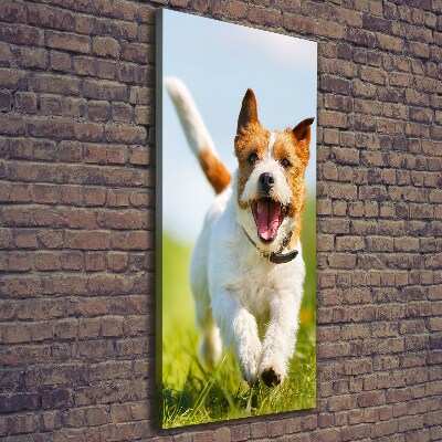 Tableau imprimé sur toile Chien Jack Russell