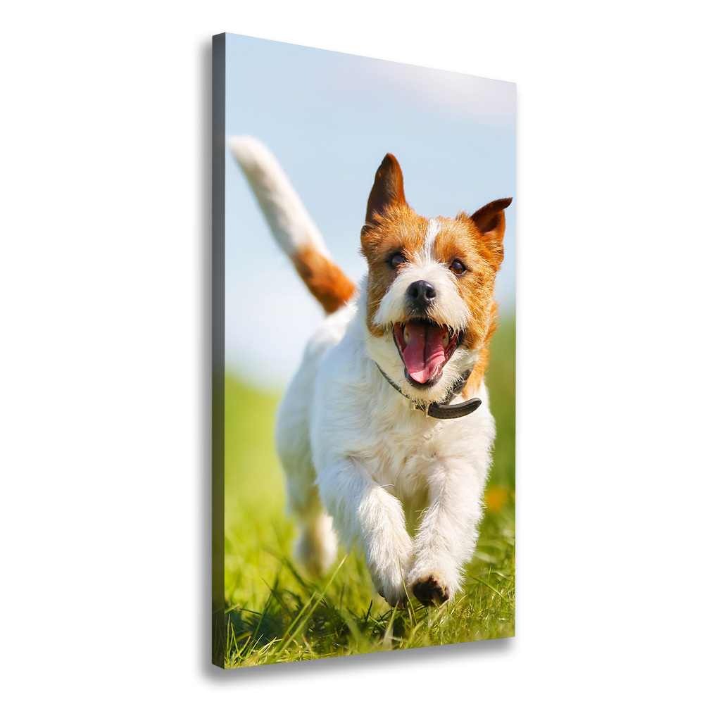 Tableau imprimé sur toile Chien Jack Russell