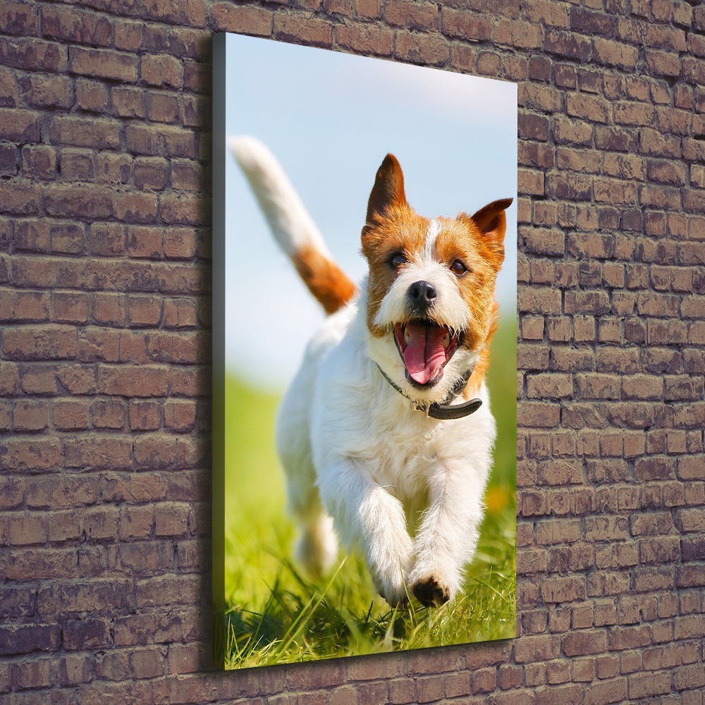 Tableau imprimé sur toile Chien Jack Russell