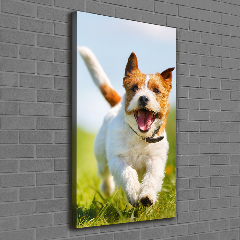 Tableau imprimé sur toile Chien Jack Russell