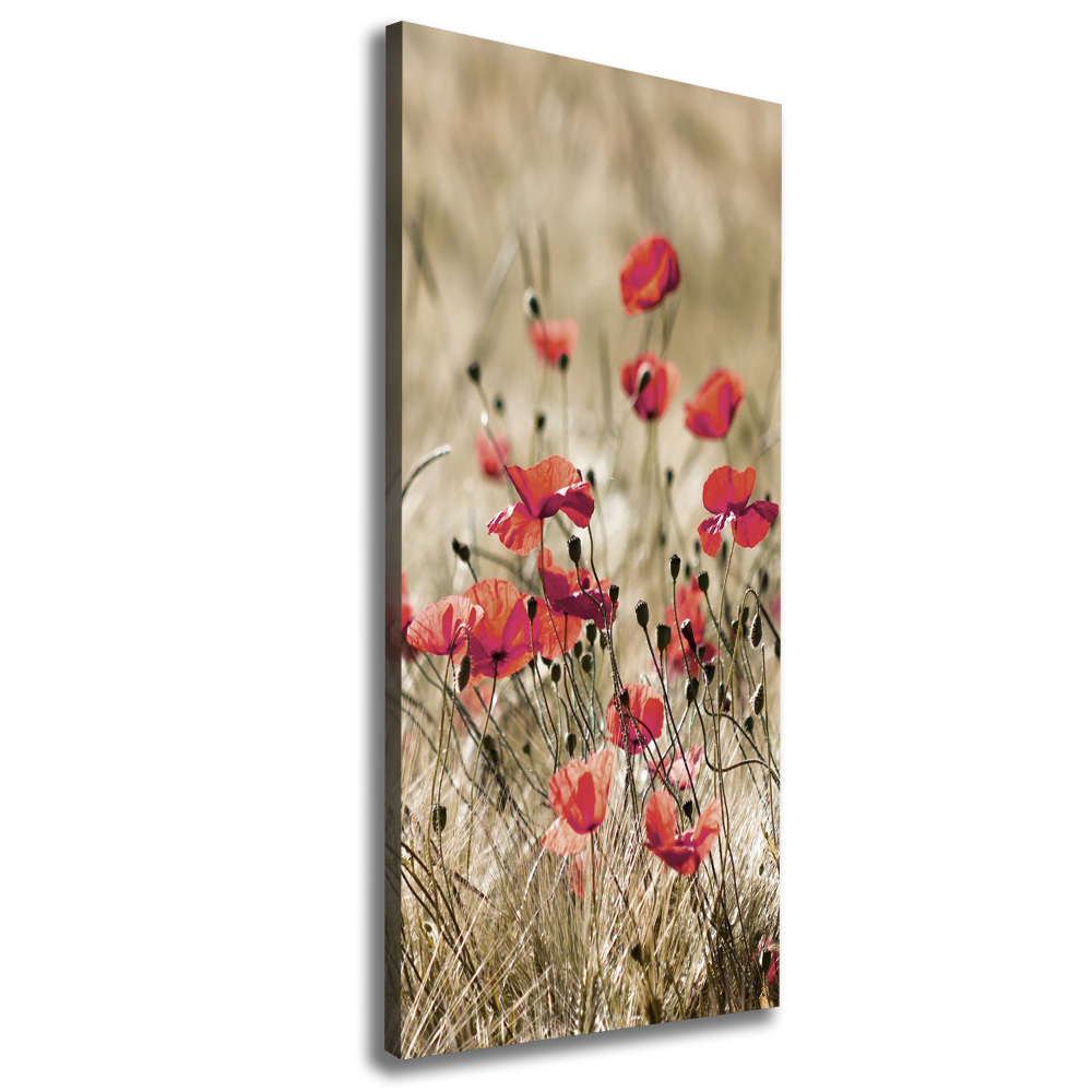 Tableau photo sur toile Fleurs des champs coquelicots rouges