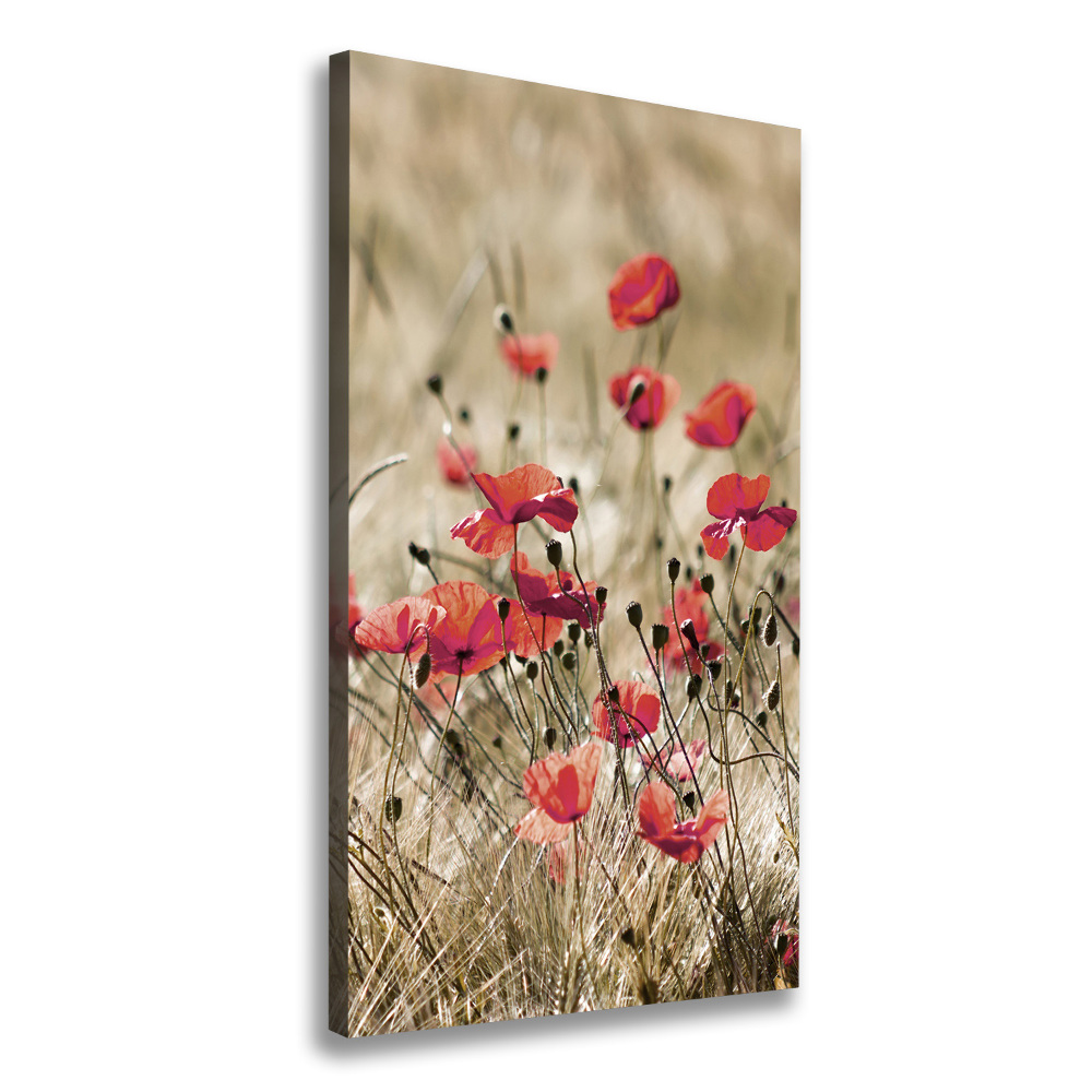 Tableau photo sur toile Fleurs des champs coquelicots rouges