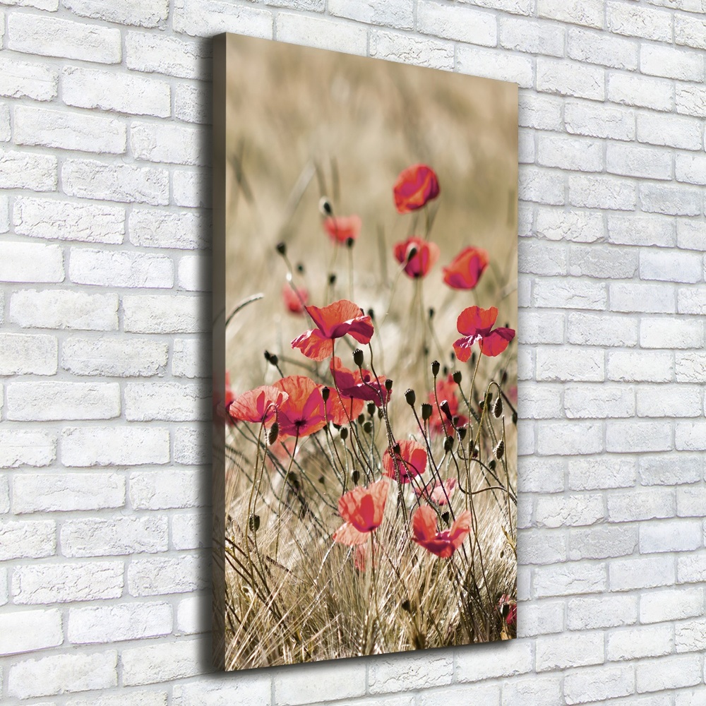 Tableau photo sur toile Fleurs des champs coquelicots rouges