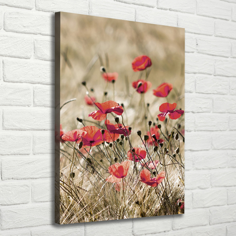 Tableau photo sur toile Fleurs des champs coquelicots rouges