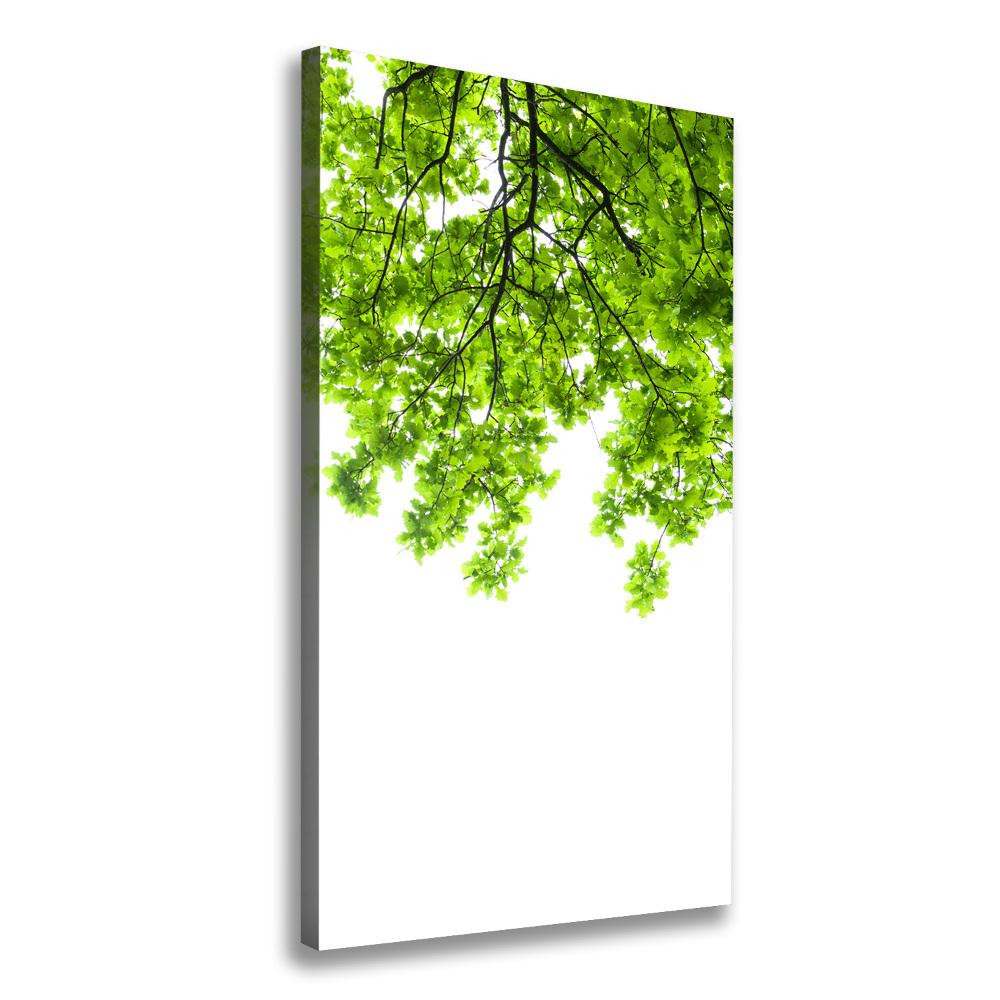 Tableau photo sur toile Couronne d'arbres