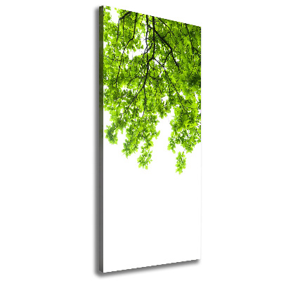 Tableau photo sur toile Couronne d'arbres