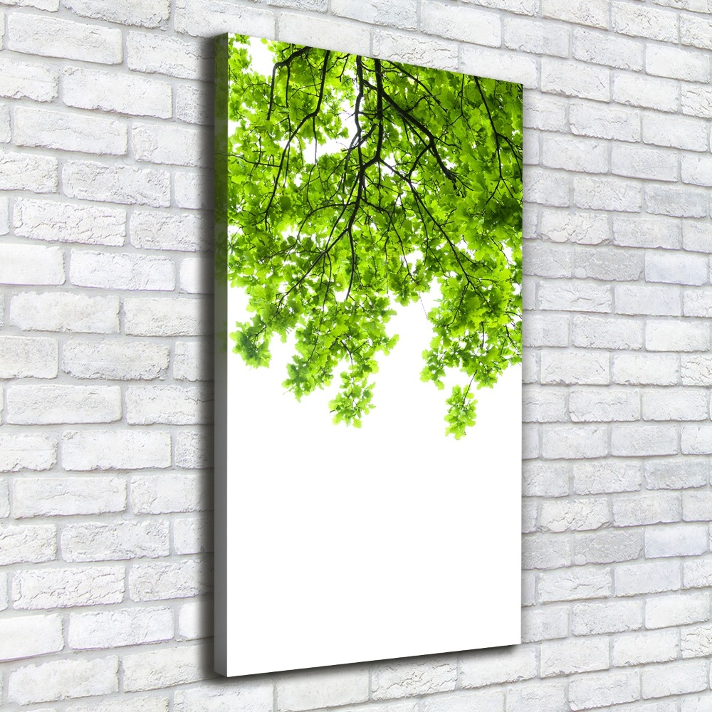 Tableau photo sur toile Couronne d'arbres