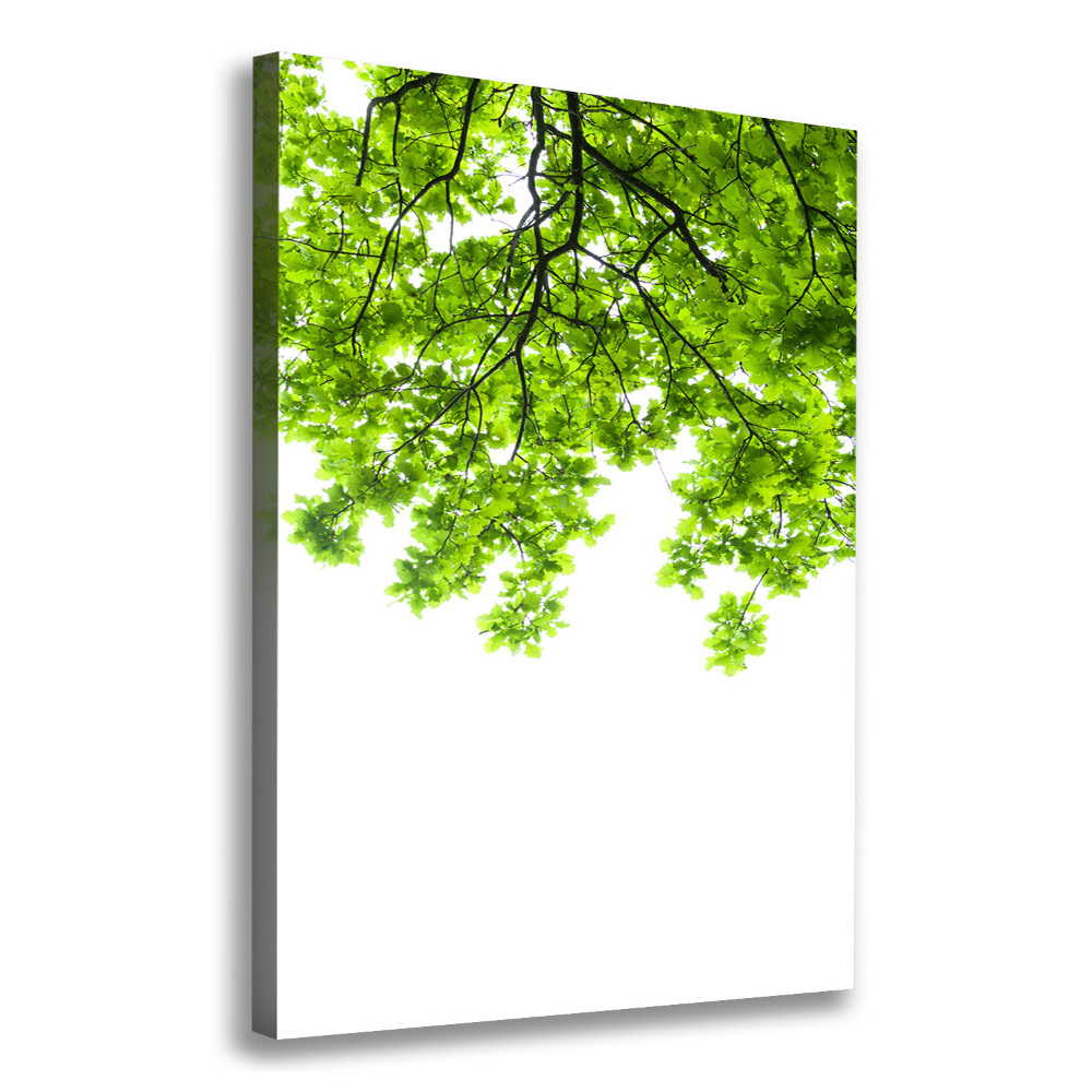 Tableau photo sur toile Couronne d'arbres