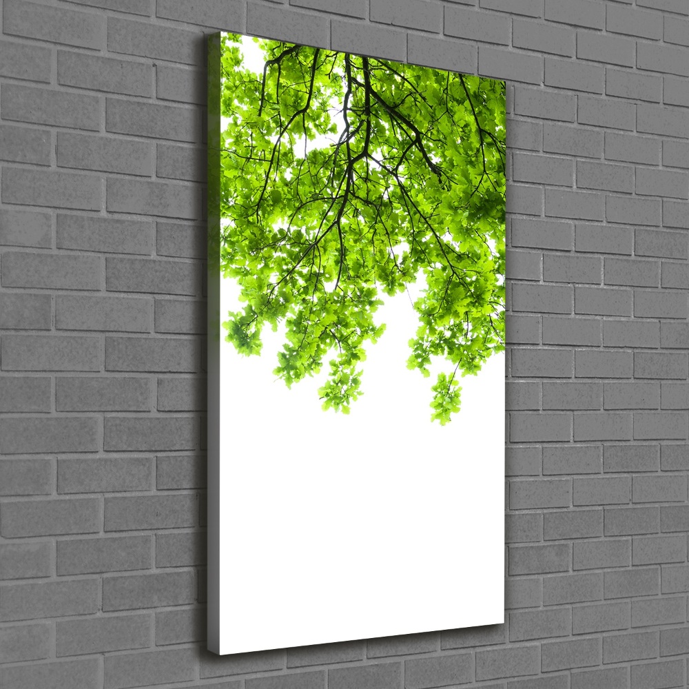 Tableau photo sur toile Couronne d'arbres