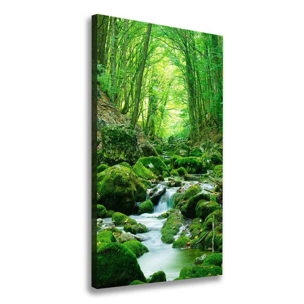 Tableau photo sur toile Ruisseau dans la jungle