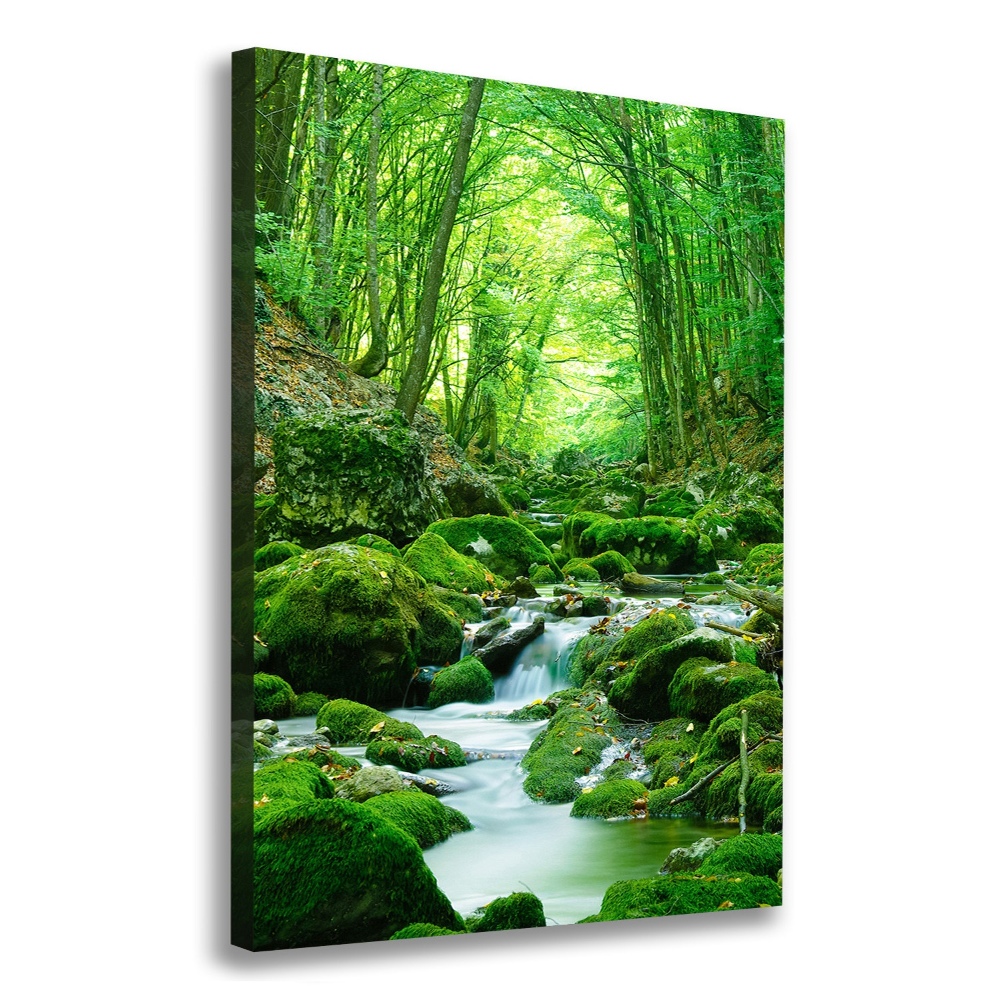 Tableau photo sur toile Ruisseau dans la jungle