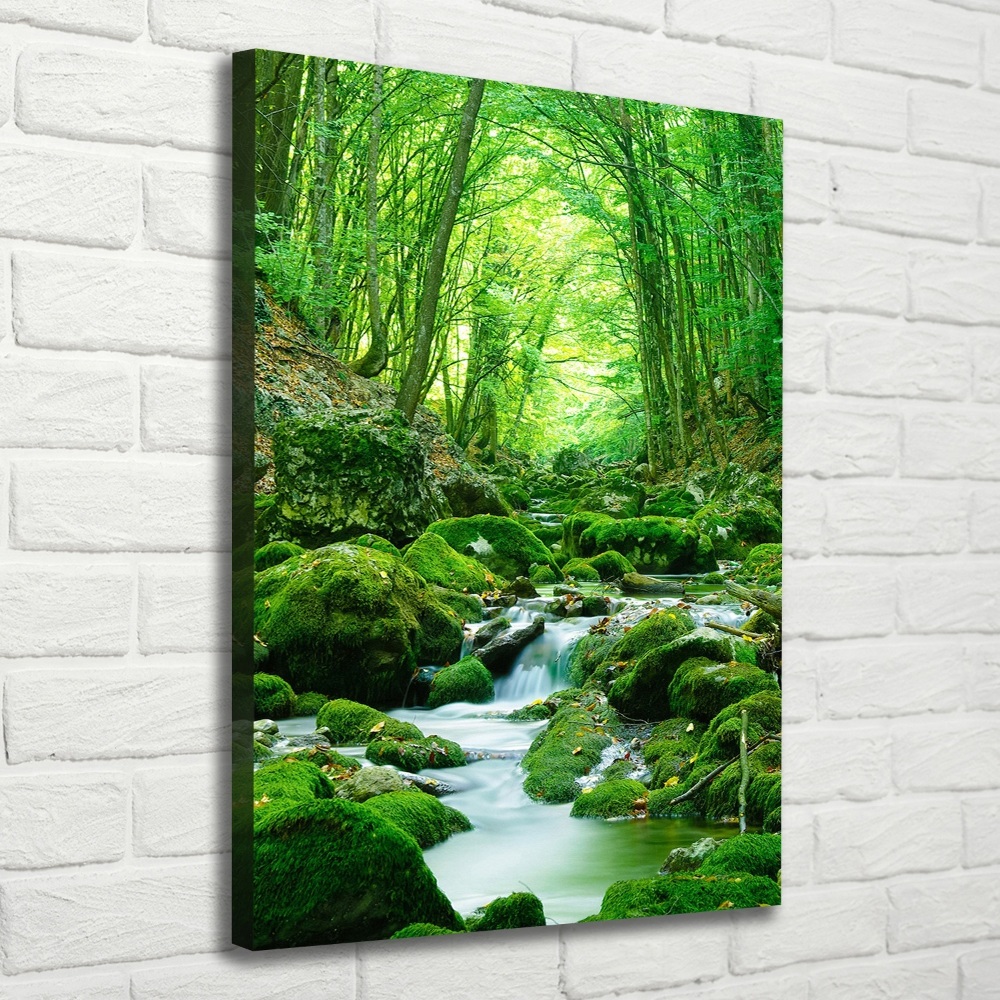 Tableau photo sur toile Ruisseau dans la jungle