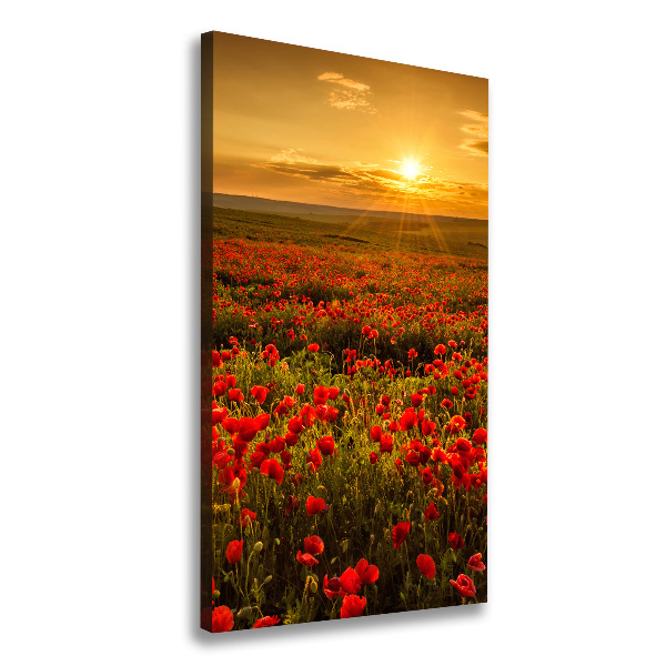 Champ de coquelicots