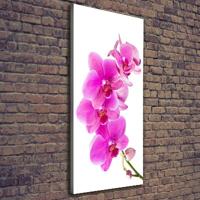 Tableau photo sur toile Orchidée rose