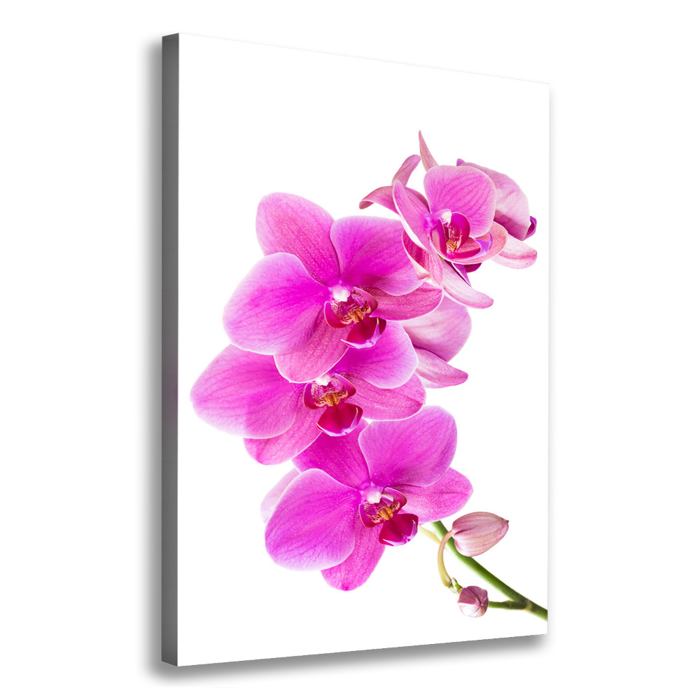 Tableau photo sur toile Orchidée rose