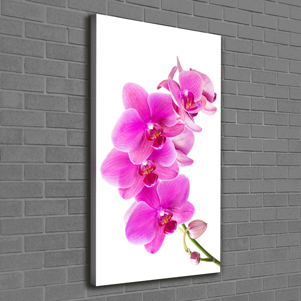 Tableau photo sur toile Orchidée rose