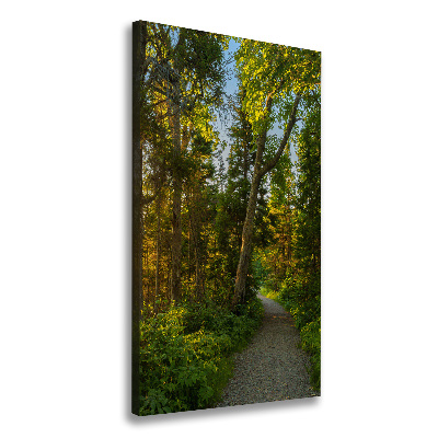 Tableau mural sur toile Un chemin dans la forêt