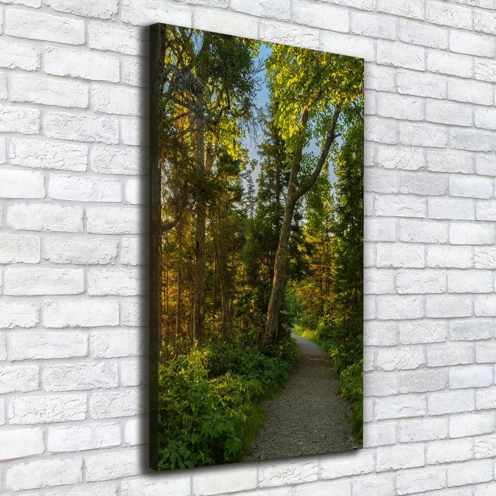 Tableau mural sur toile Un chemin dans la forêt