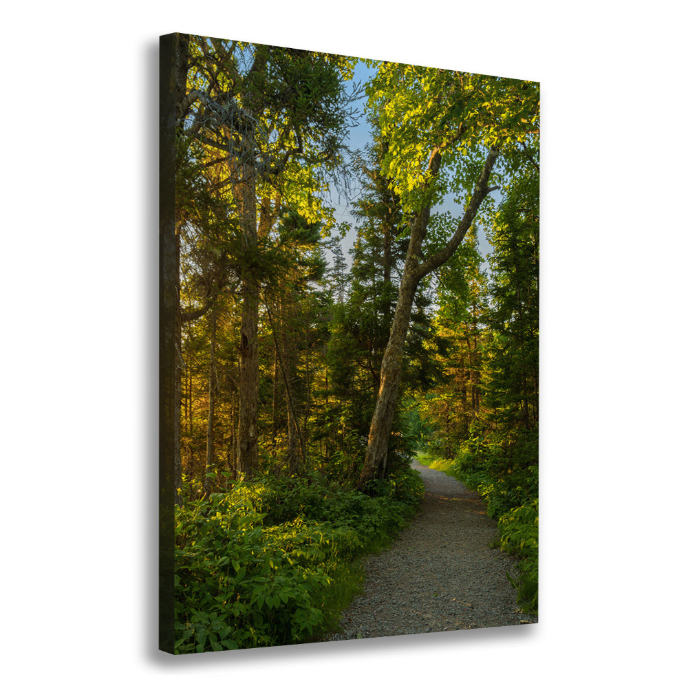 Tableau mural sur toile Un chemin dans la forêt